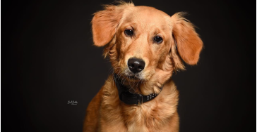 Een blindegeleidehond voor Anita