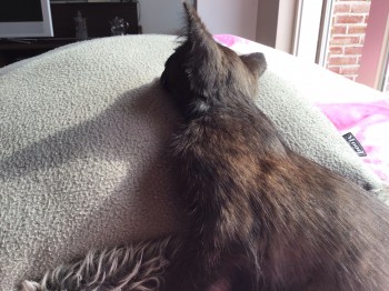 bc9e231e b652 4e2f 8cec bccf72911704.jpeg