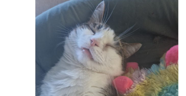 Katzen Zahn OP