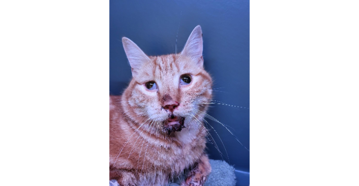 HELP Mickey met zijn kaakoperatie!