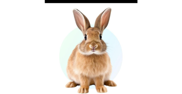 Dierenopvang (knaagdiertjes)