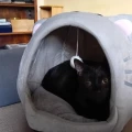 yoda1