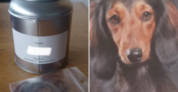 Steun josephine..hondje pien overleden na aanval.