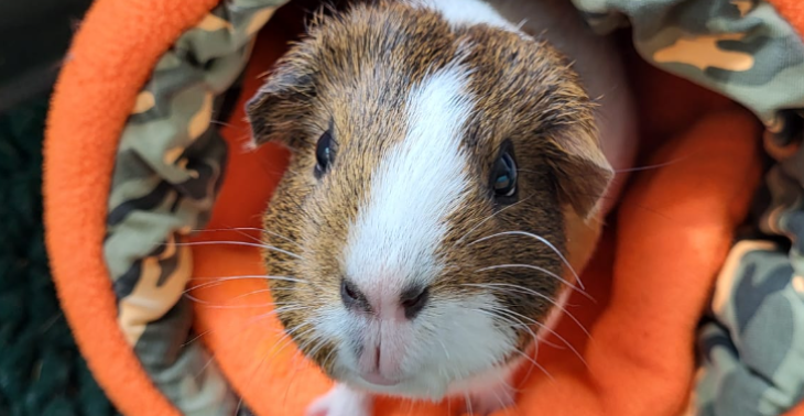 Steun Angie, een schat van een cavia