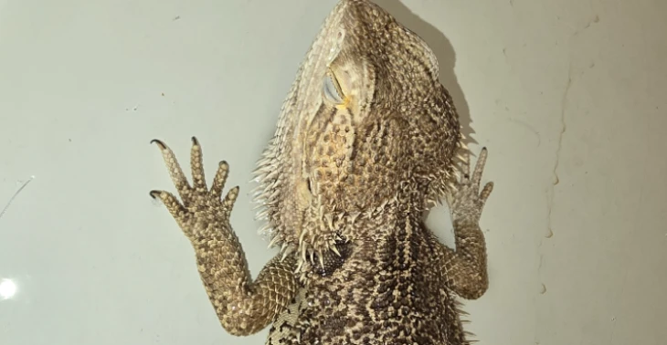Reptielen in opvang