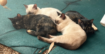 Sterilisatie van vier tamme Spaanse straatkatten