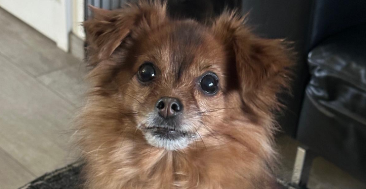 Kosten dierenarts Shelby