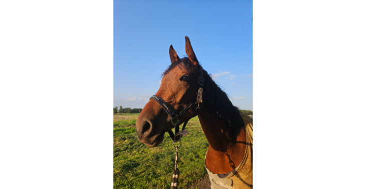 Paardje ziva