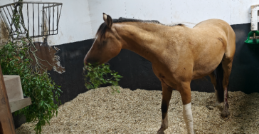 Help Charmeur met zijn dierenartskosten