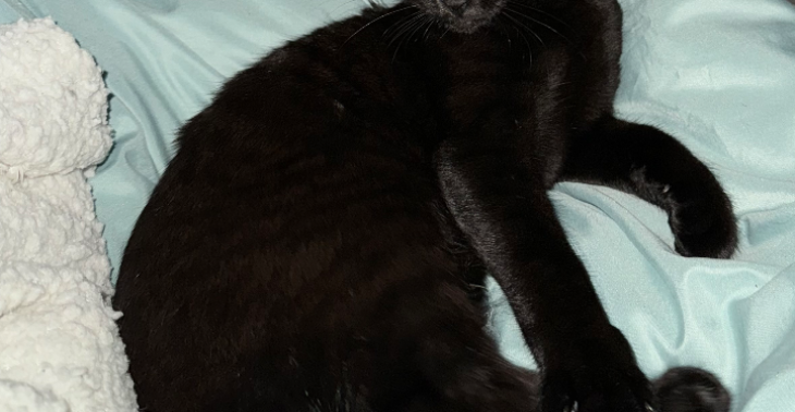 Help Coco aan zijn operatie gebroken achterpoot