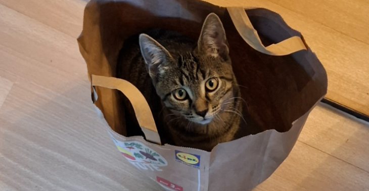 Kastration meines Katers