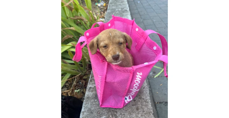 Hulp puppy's van de straat redden