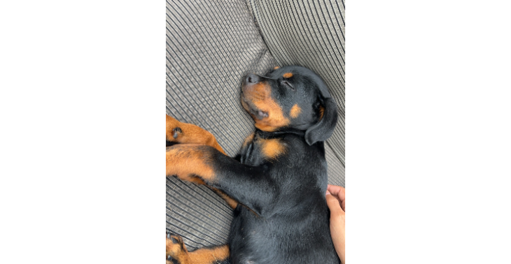 Rottweiler