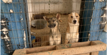 Help het asiel zwerfdieren van Skydra