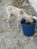 hond