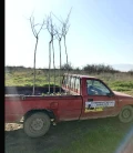 auto en bomen