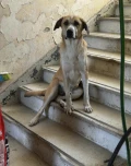 hond trap