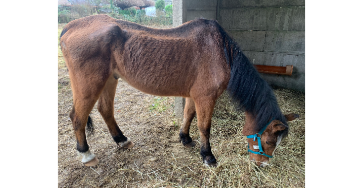 Stichting Apcera