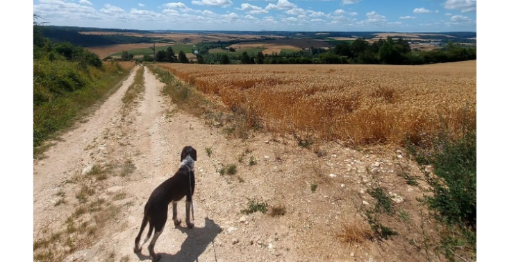 Aquilo the dog that would love to see the world