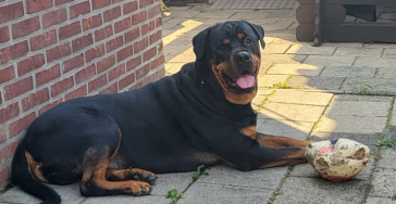 Help king aan een gouden mandje