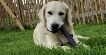 Heupdysplasie bij onze puppy