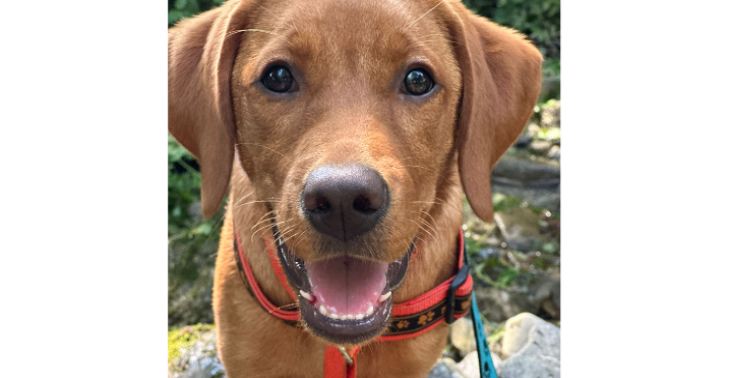 Assistenzhund