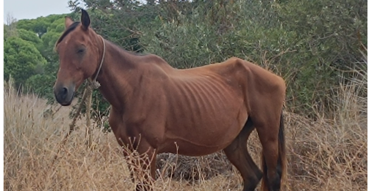 Help ons deze verwaarloosde paarden een tweede kans te geven