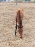 foal field