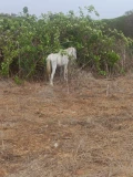 gelding 1