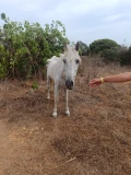 gelding 2