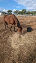 mare with hay