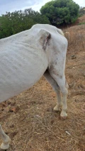 wound gelding 2