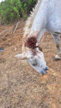 wound gelding 3
