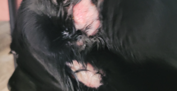 Help Lily te herstellen