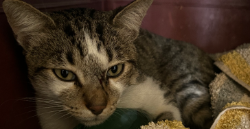 SICILIAANSE KATER NEKO