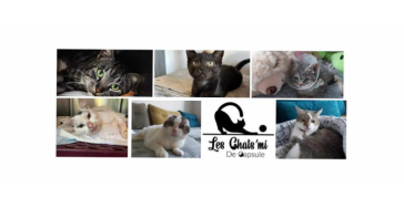 "Les chats'mi de capsule" De opvanghelp nodig-besoin d'aide pour le refuge