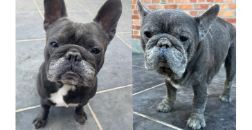 Help ons hondje “Beemer”