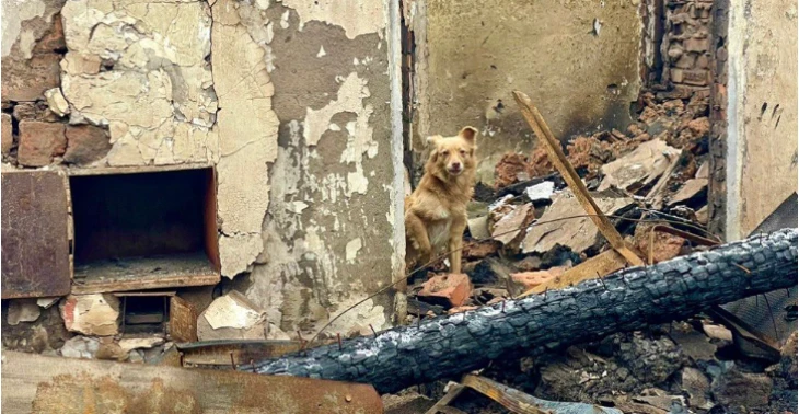 Veterinary clinic in Patron Pet Center