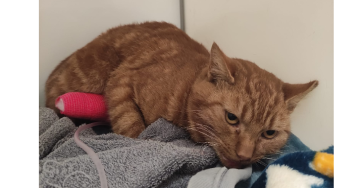 HELP: Operatie of euthanasie