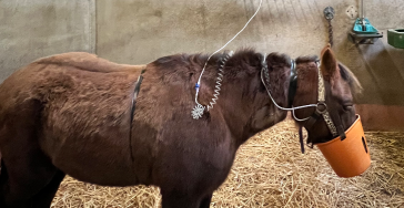 Help Wonder zijn wonderbaarlijke herstel door te maken!