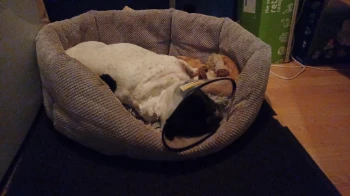 messenger creation 4ae5925e f294 488e a886 68210229e1b9.