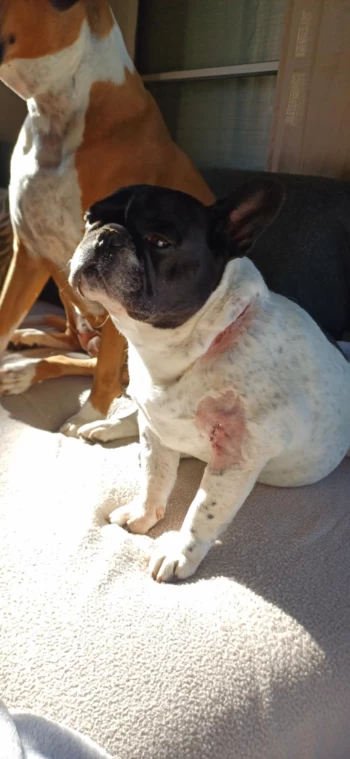 messenger creation e03b3737 8636 4a84 8d41 e576ad84c524.