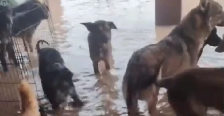 Steun ook de dieren in Valencia