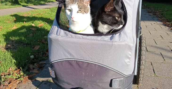 Dieren in nood