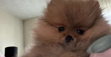 Puppy Sky heeft rattengif gegeten