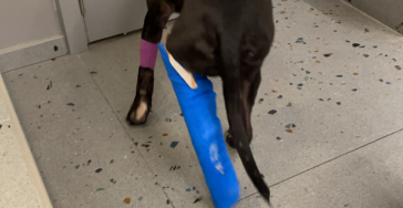 Operatie gebroken pootje puppy