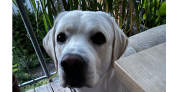 Hundetreff Wittenberge