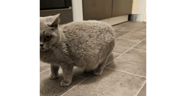 Hilfe für Felines Immundeffizienz Virus