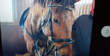 Red het paard van mijn nichtje Yoni