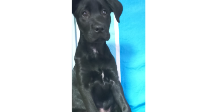 Ausbildung Mantrailing/ Menschensuchhund